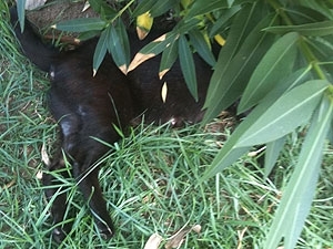 Animais apareceram mortos dentro do condomnio Moradas do Parque, no bairro do Imbu.