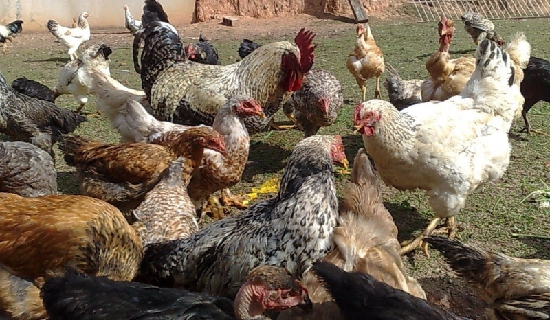 Noes sobre criao de galinha caipira foi um dos cursos ministrados aos produtores rurais de Denise.