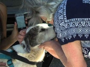 Patty Corbat se reuniu com a cadela Olivia aps 3 anos de separao nos EUA (Foto: Reproduo/YouTube/ViralBreakingNews)