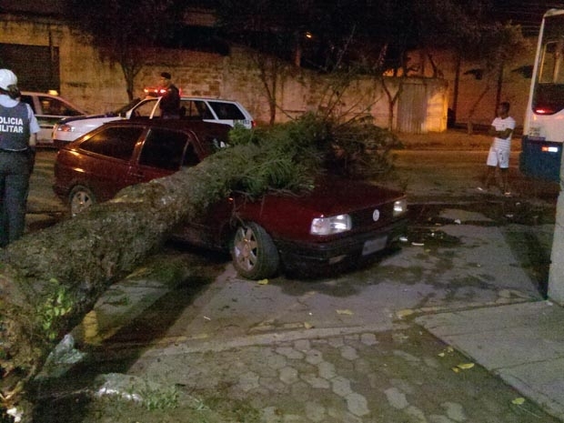 Carro foi atingido por rvore em Jardim Tropical