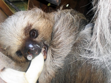 Banana faz parte da dieta da preguia encontrada em rodovia de Mato Grosso 