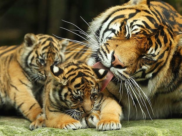 O Tigre de Sumatra  uma das espcies de tigre mais raras do mundo