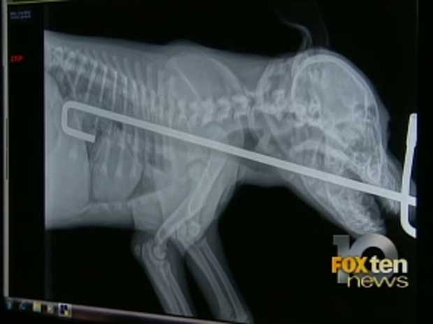 Imagem da TV local mostra radiografia de Blue aps engolir o objeto