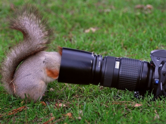 Modelo ou fotgrafo? Esquilo enlouquece ao ver uma cmera em sua frente