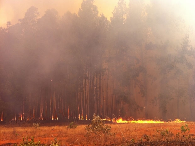 Incndio de grandes propores consome rea de reflorestamento na Floresta Nacional de Braslia neste domingo(11)