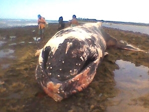 Baleia jubarte foi encontrada morta em Porto Seguro