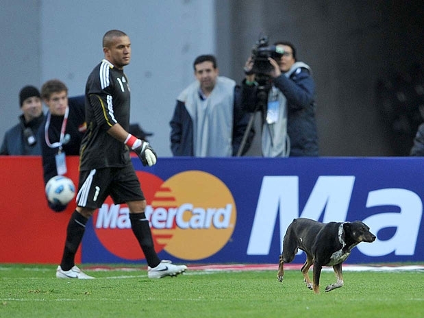 Cachorro passeou tranquilamente pelo gramado durante o empate entre Brasil e Venezuela