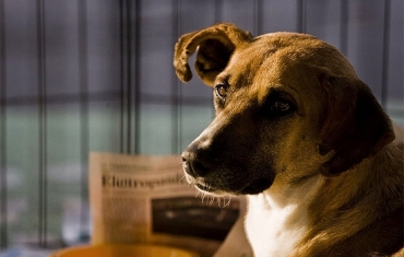 Cachorro da ONG Co Sem Dono, de Itapecerica da Serra, na Grande So Paulo, ameaada de interdio