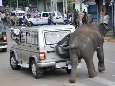 Elefante selvagem quase derruba carro em uma rua de Mysore antes de ser controlado pelas autoridades