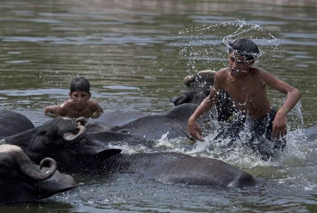 Crianas nadam em rio ao lado de bfalos no Paquisto.