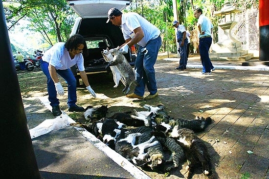 Funcionrios da zoonozes recolhem 26 gatos mortos na regio do Morro de So Bento, no interior de SP