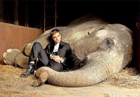 O ator Robert Pattinson e o elefante Tai em 