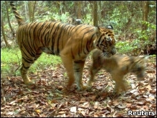 Tigres foram filmados por cmeras colocadas em floresta