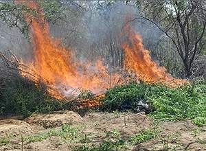 Ps de maconha so destrudos pela PF em PE