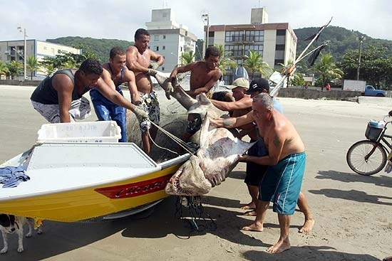 Pescadores de Mongagu (SP) retiram o tubaro do barco. Ele foi encontrado a cerca de 500 metros da praia