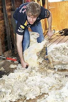 Vettel tosa uma ovelha na Austrlia