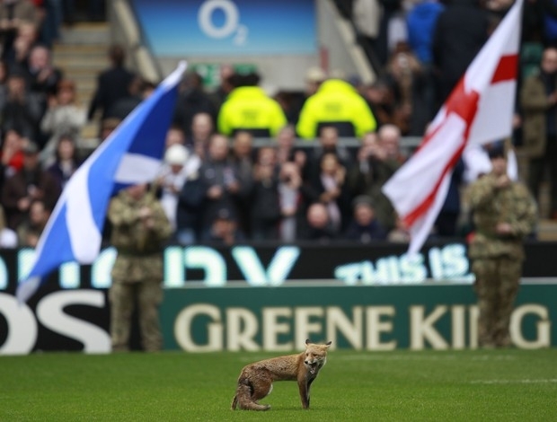 Raposa invade o gramado antes do confronto entre Inglaterra e Esccia em torneio de rugby